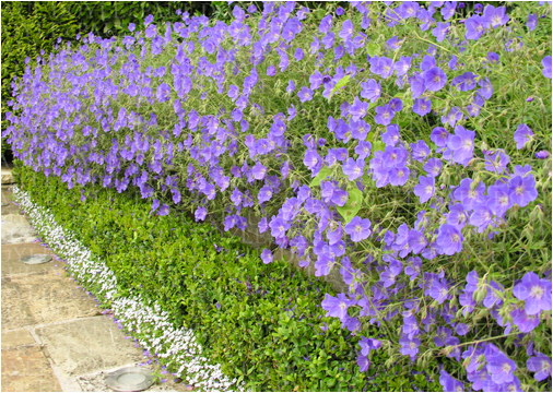 Violet Hill Garden